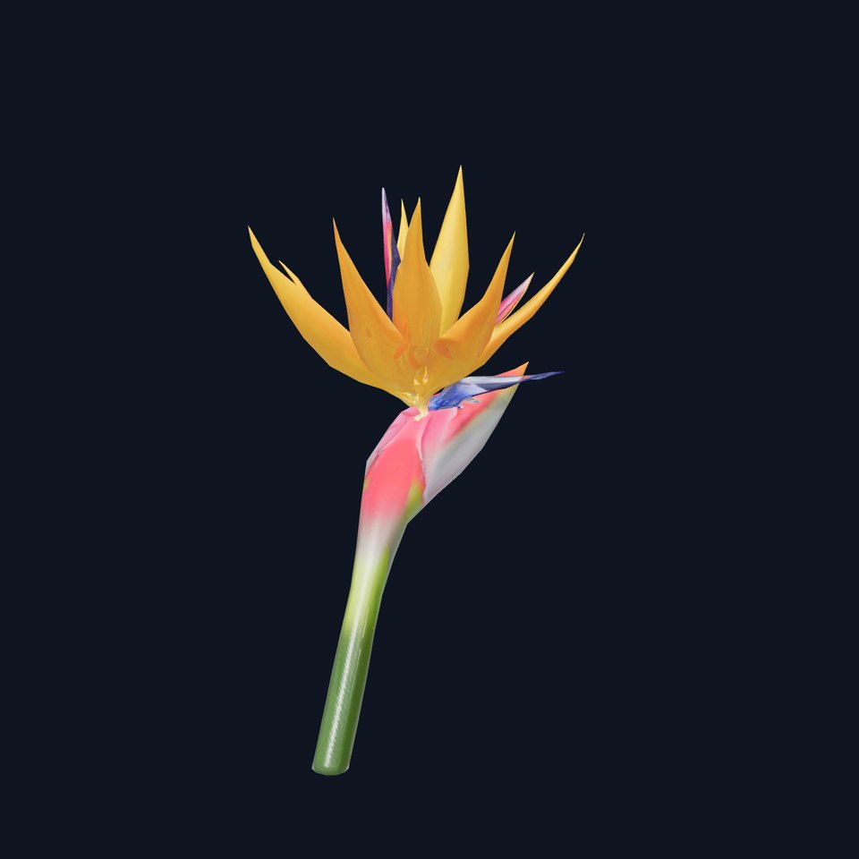 Bird of Paradise Flower model pack